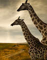 The Ultimate Safari: Experience the Best of Southern Africa