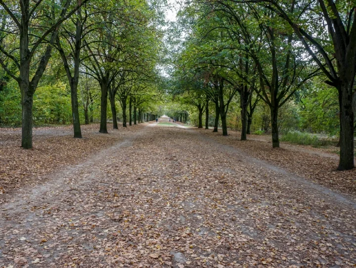 A tree-lined pathway leading through the Bois de Vincennes Forest on the outskirts of Paris, France 