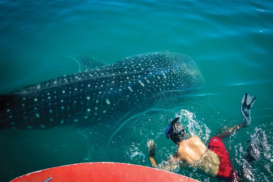 Swim With Whale Sharks, Los Cabos, Mexico