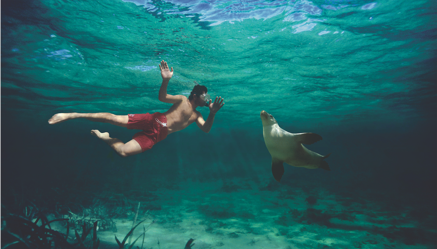 Sea Lion Swim, Kangaroo Island, Australia
