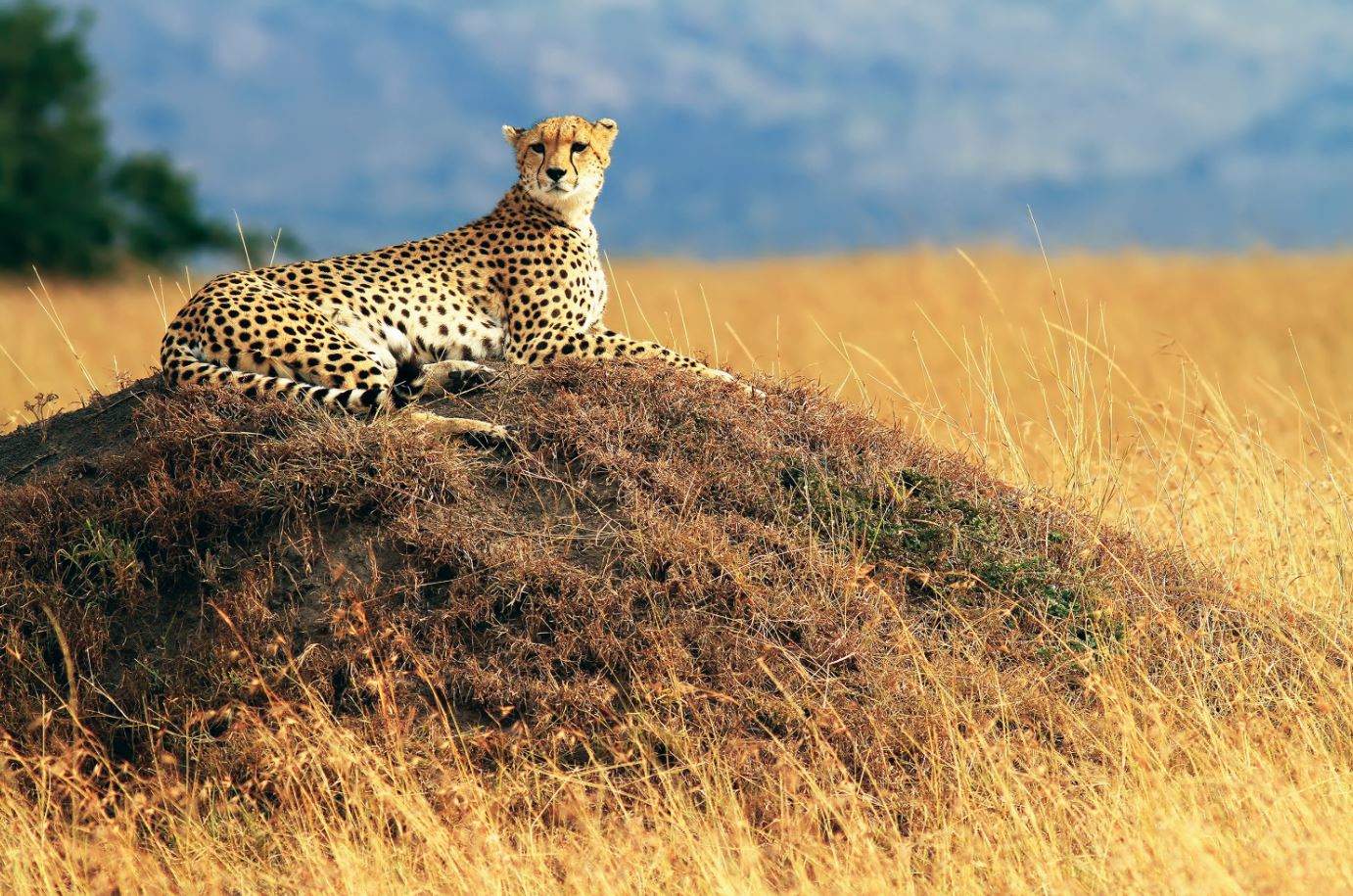 top safari trips in the world