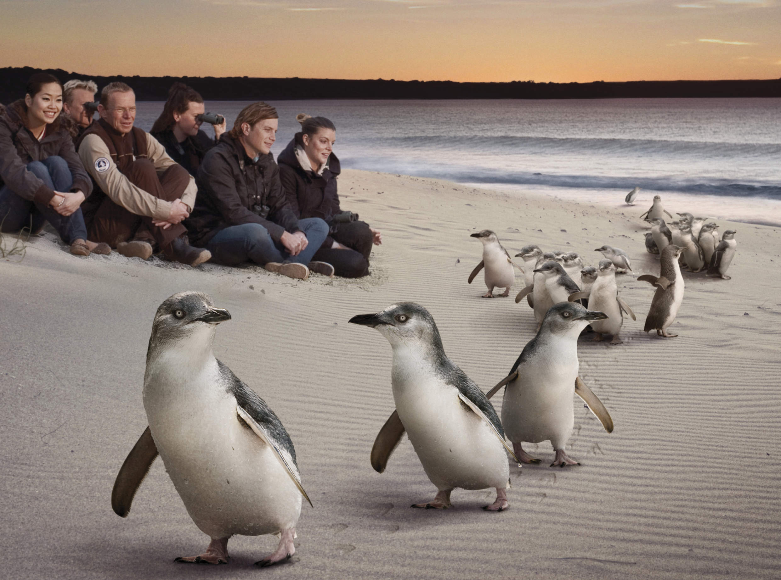 Watch penguins come ashore Phillip Island