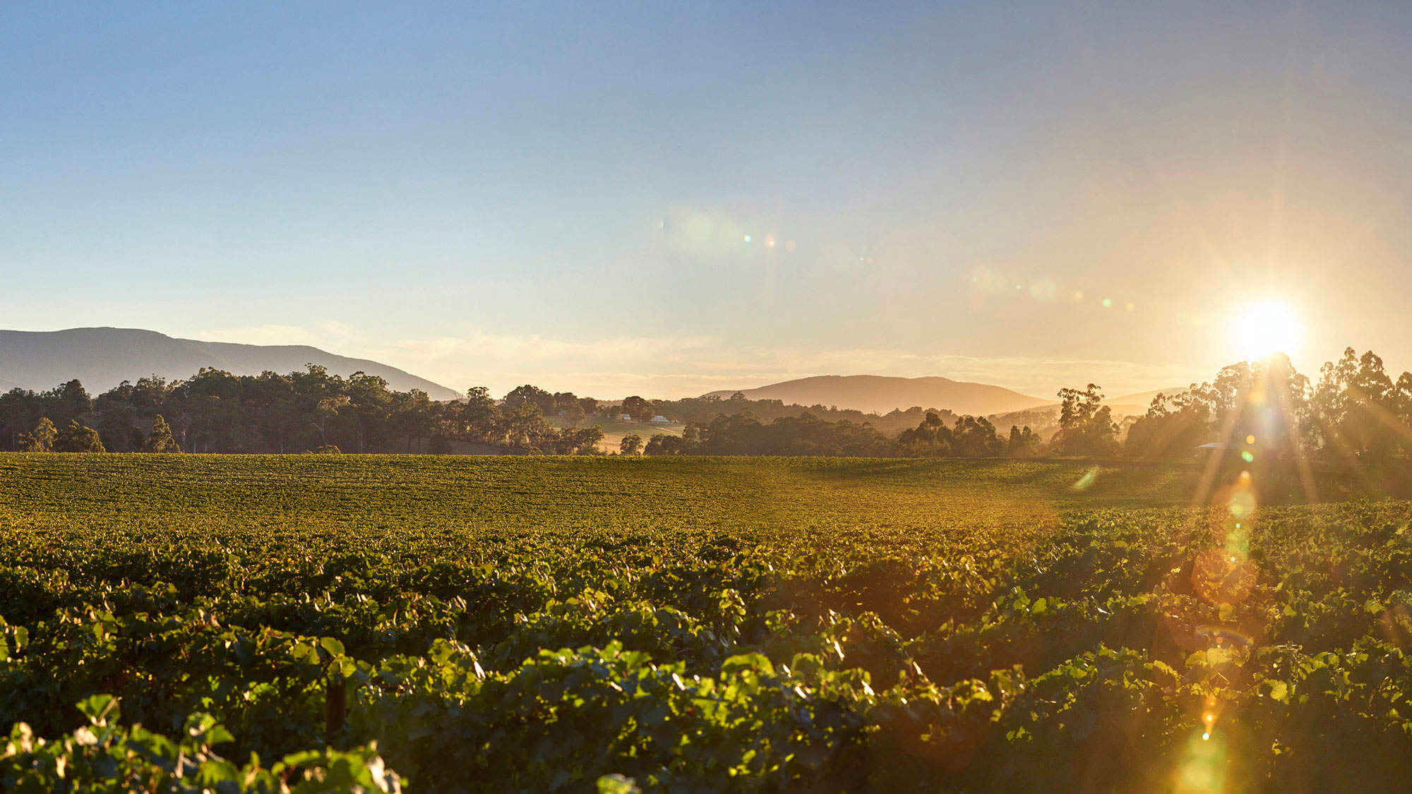 Lustia Park in Yarra Valley