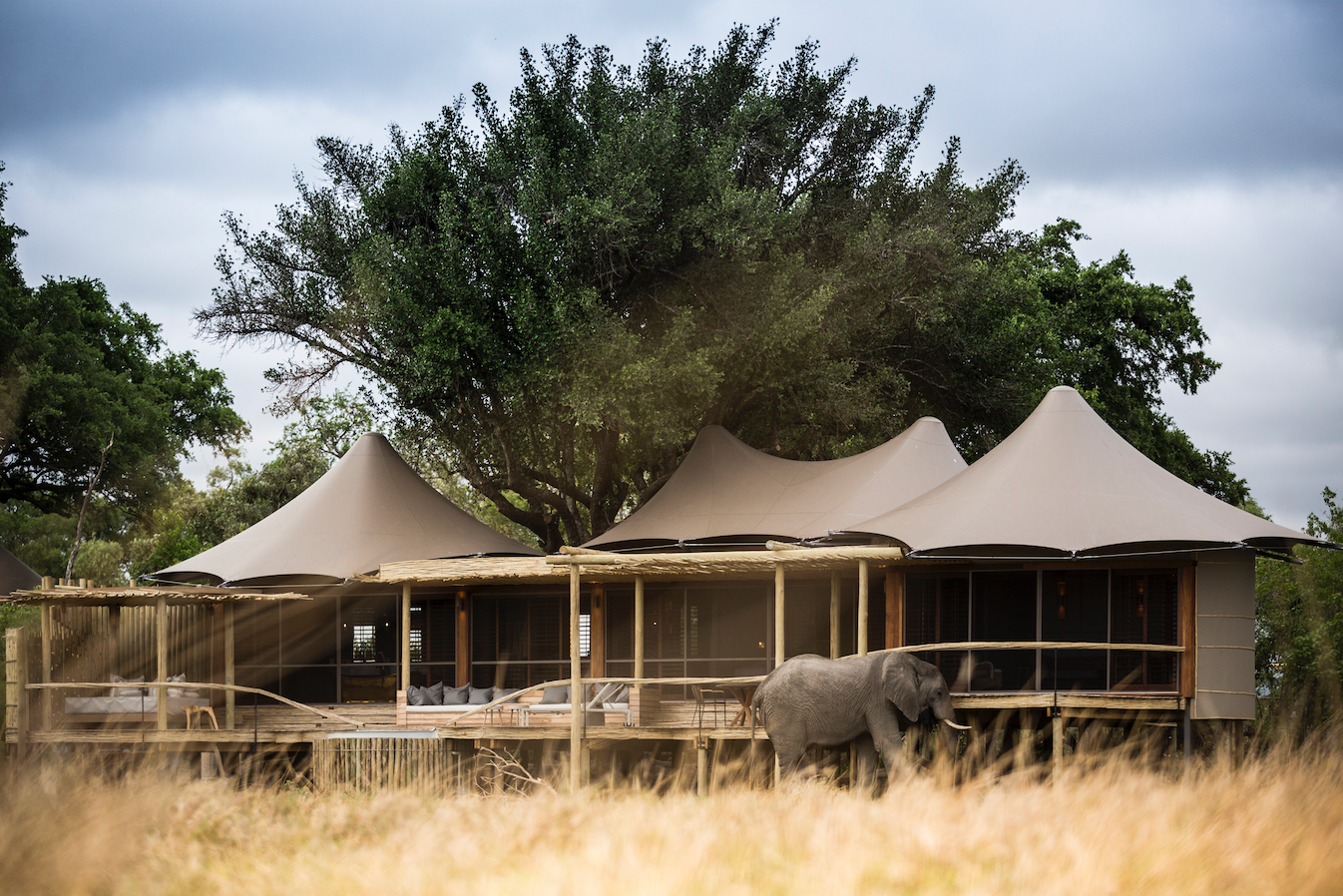 Little Mombo, Okavango Delta, Botswana