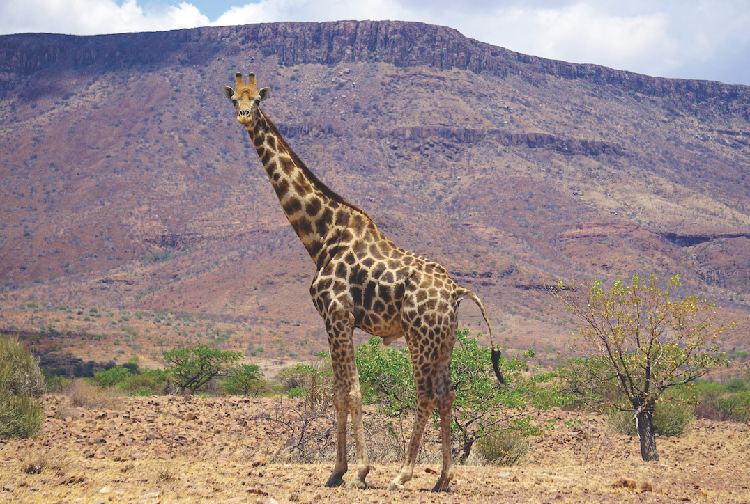 Help Save the Giraffes in Namibia