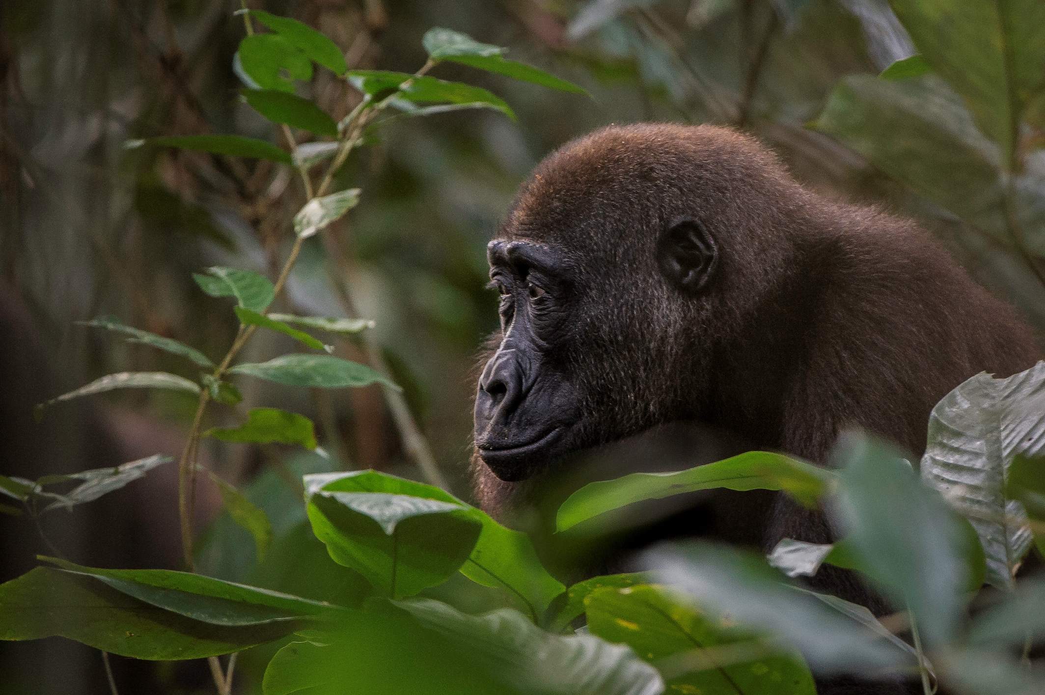Gorilla Trekking in Republic of Congo