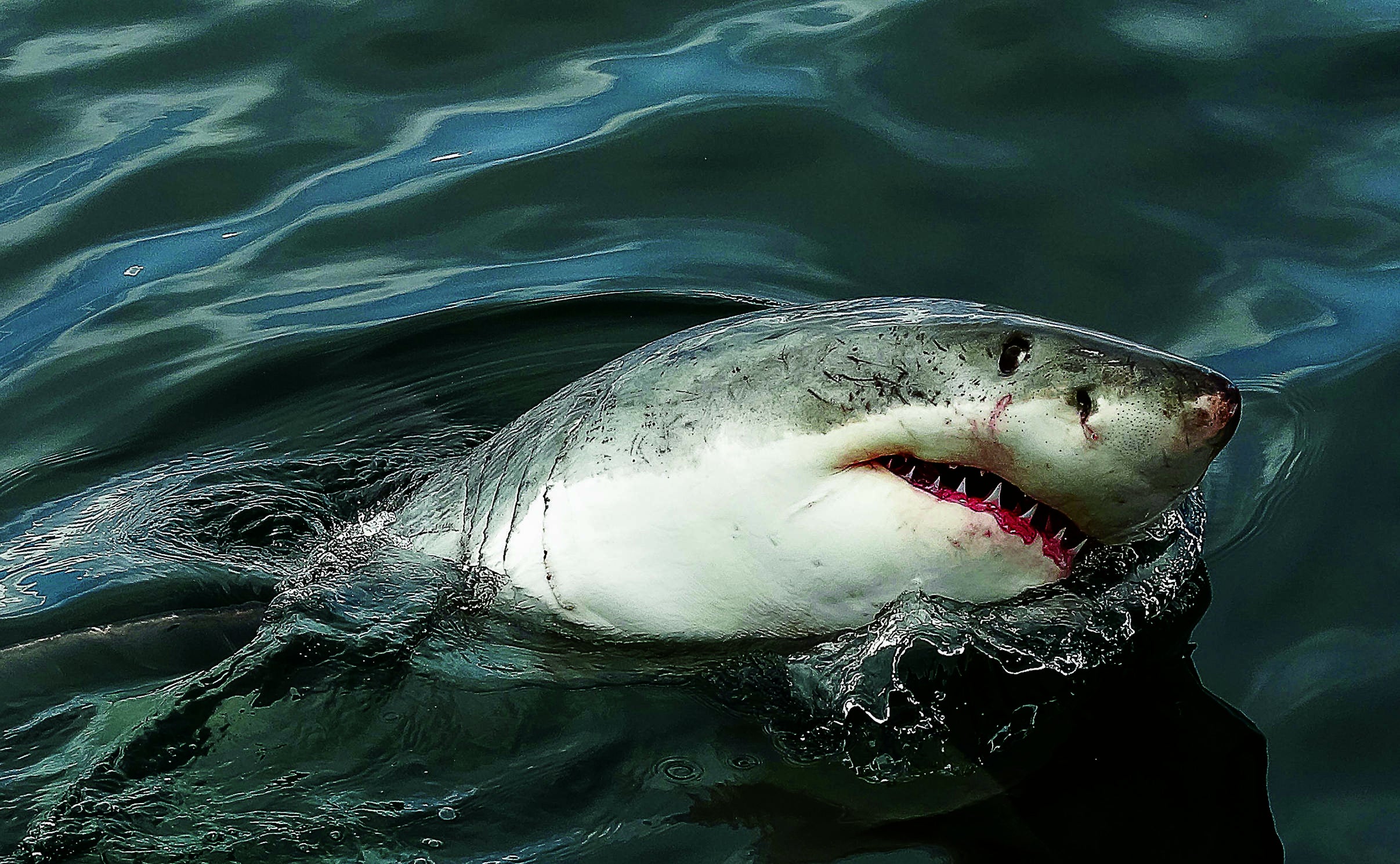 Shark Diving in South Africa