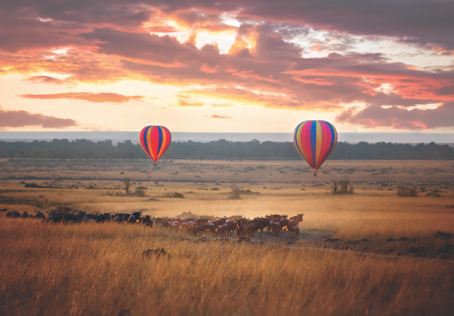 Witness Africa's Great Migration