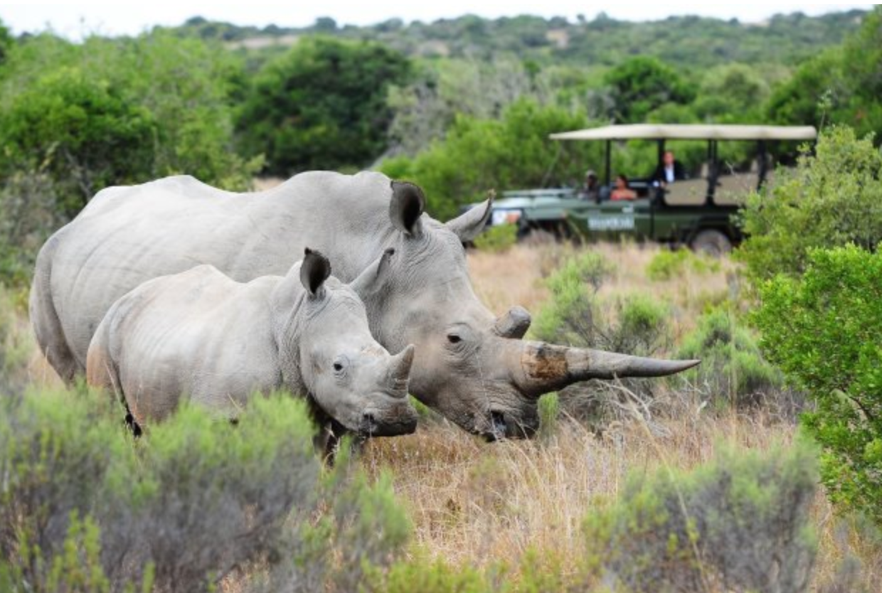 Celebrate World Rhino Day in South Africa