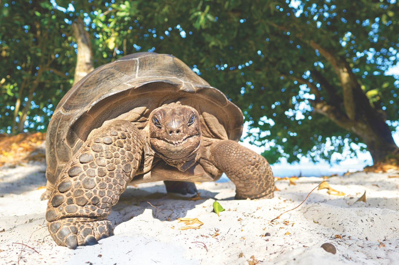 A Long Weekend in The Seychelles