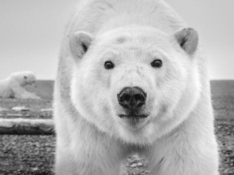 Enjoy a Svalbard Safari with a Professional Photographer
