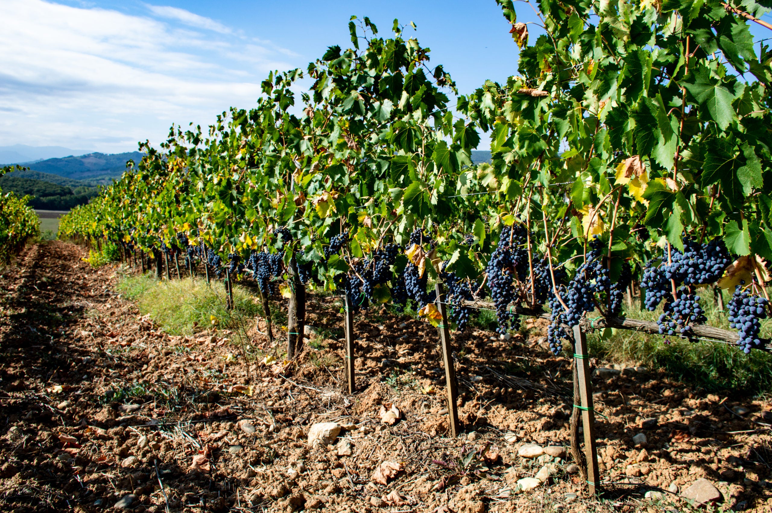 Creating World-class Wine With The Vines of Montalcino