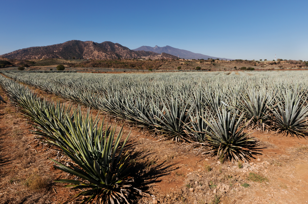 Celebrate Cinco de Mayo with Authentic Cocktails