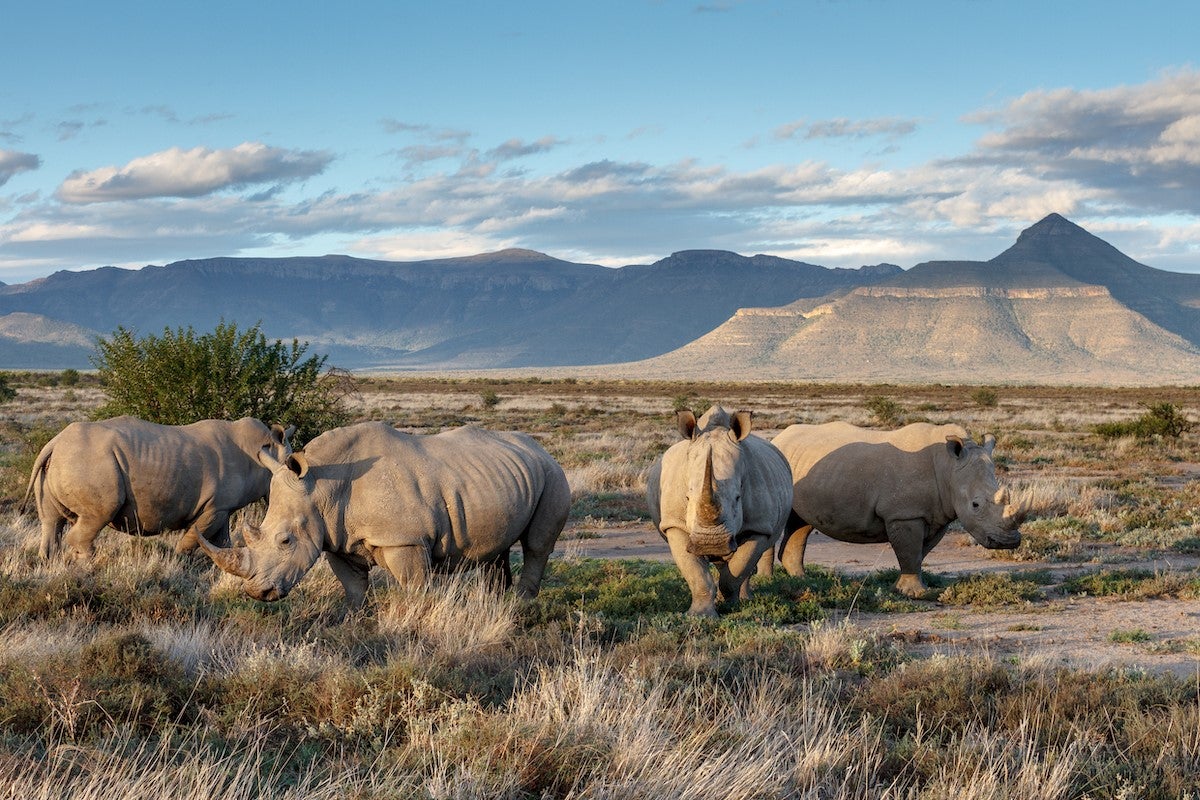 How Samara Private Game Reserve is Rewilding the Great Karoo