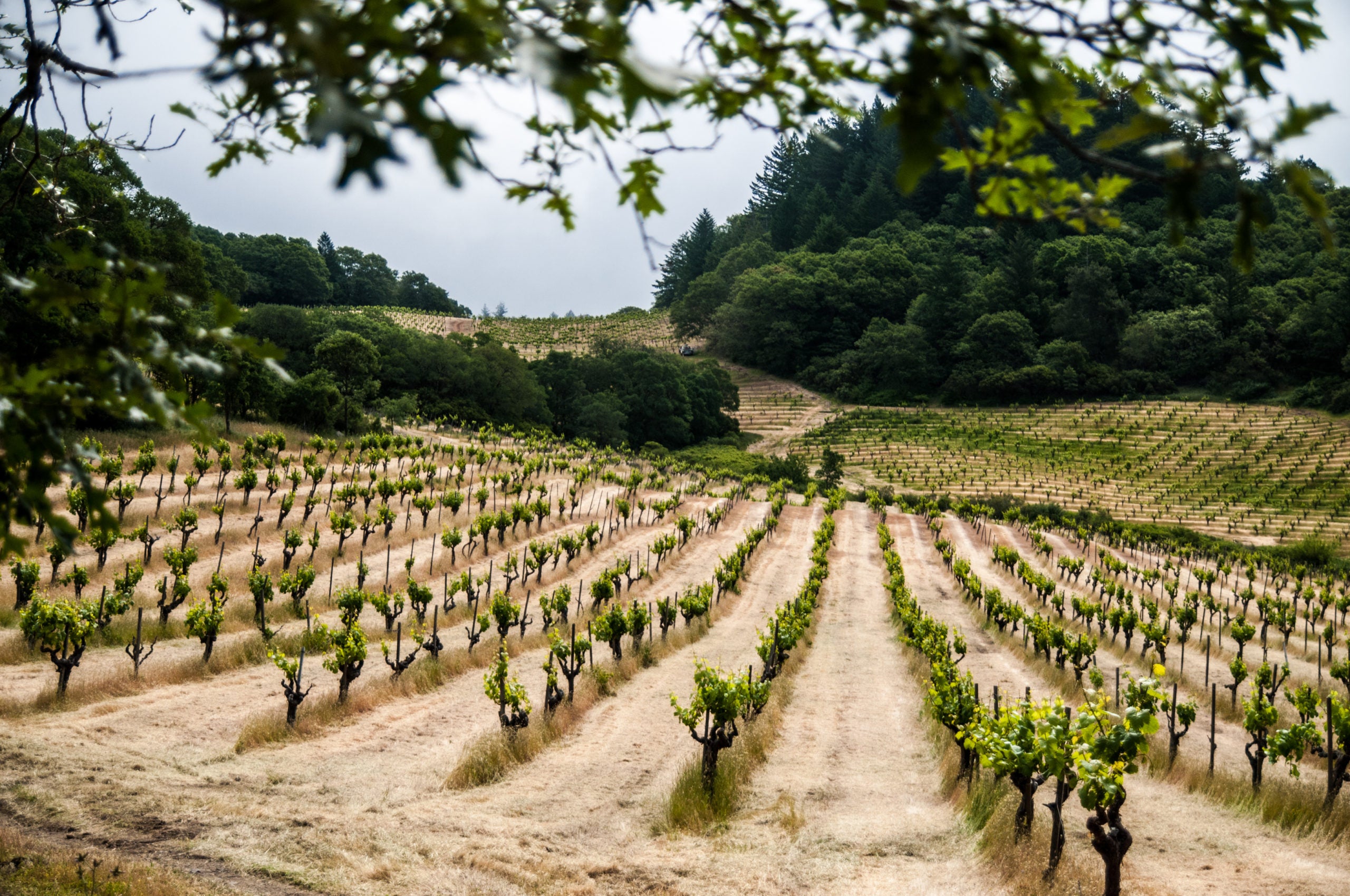 Mayacamas: A Close Look at One of Napa Valley's Greatest Vineyards