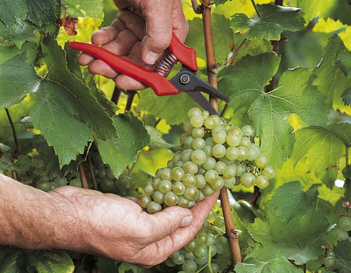 close up of cutting champagne grapes