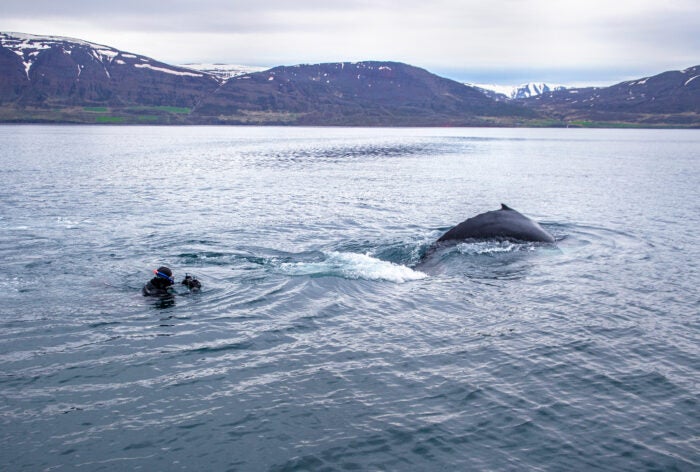 Diver photographing humpback whale in iceland