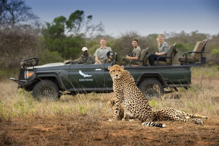 cheetah spotting on andbeyond private jet safari drive
