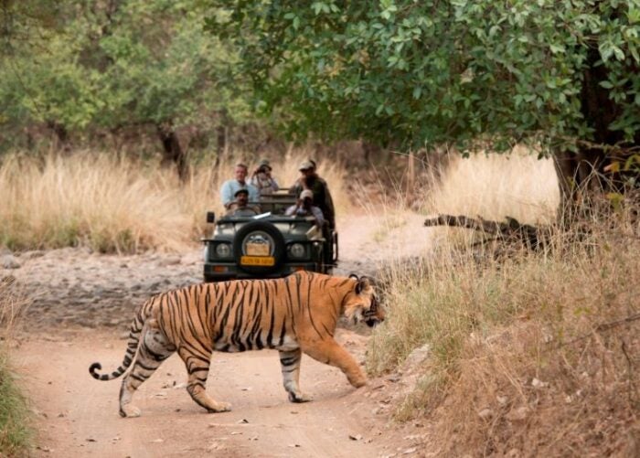 Project Tiger Expedition - Luxury experience gifts