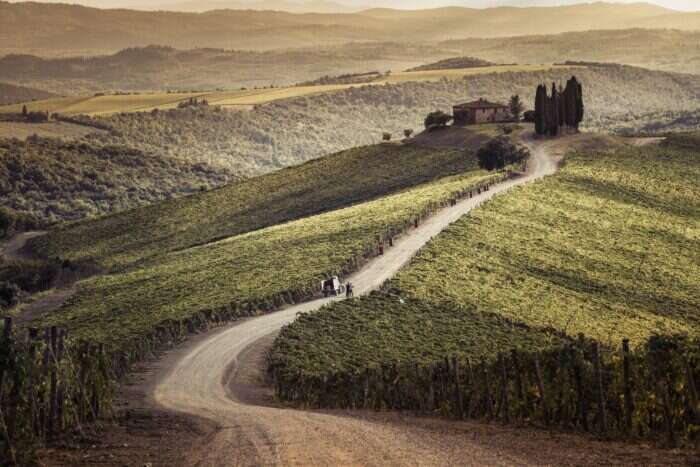 road to capanna vineyard, castiglion del bosco