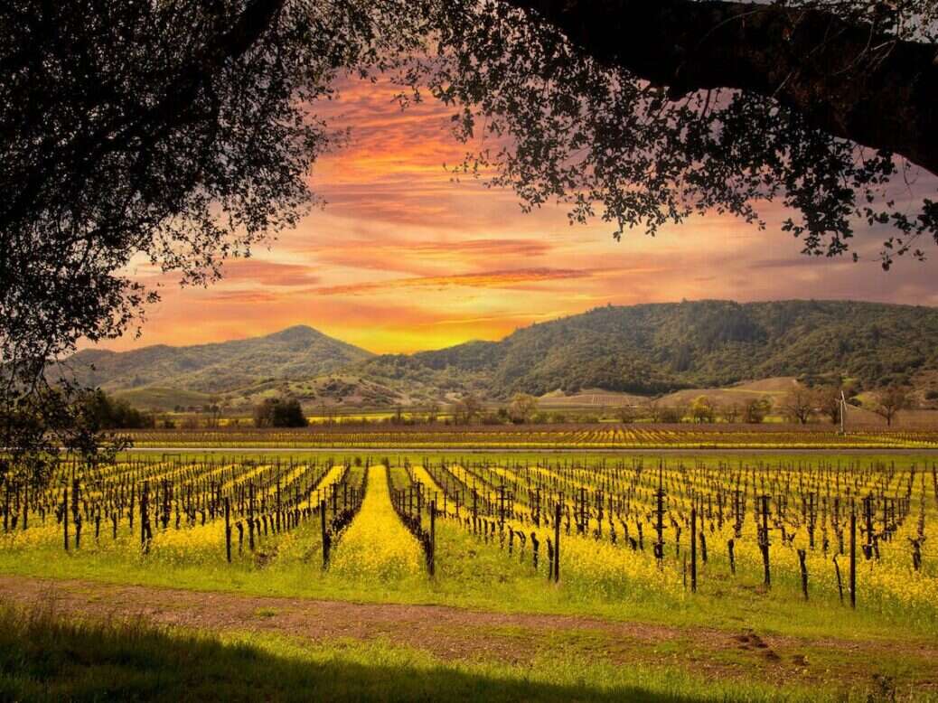 Navigating The Enchanting Landscapes Of Napa And Sonoma: A ...