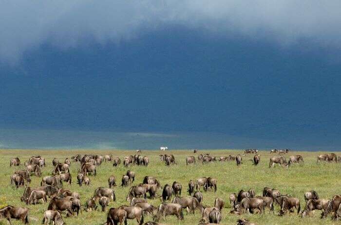 Herd of buffalo