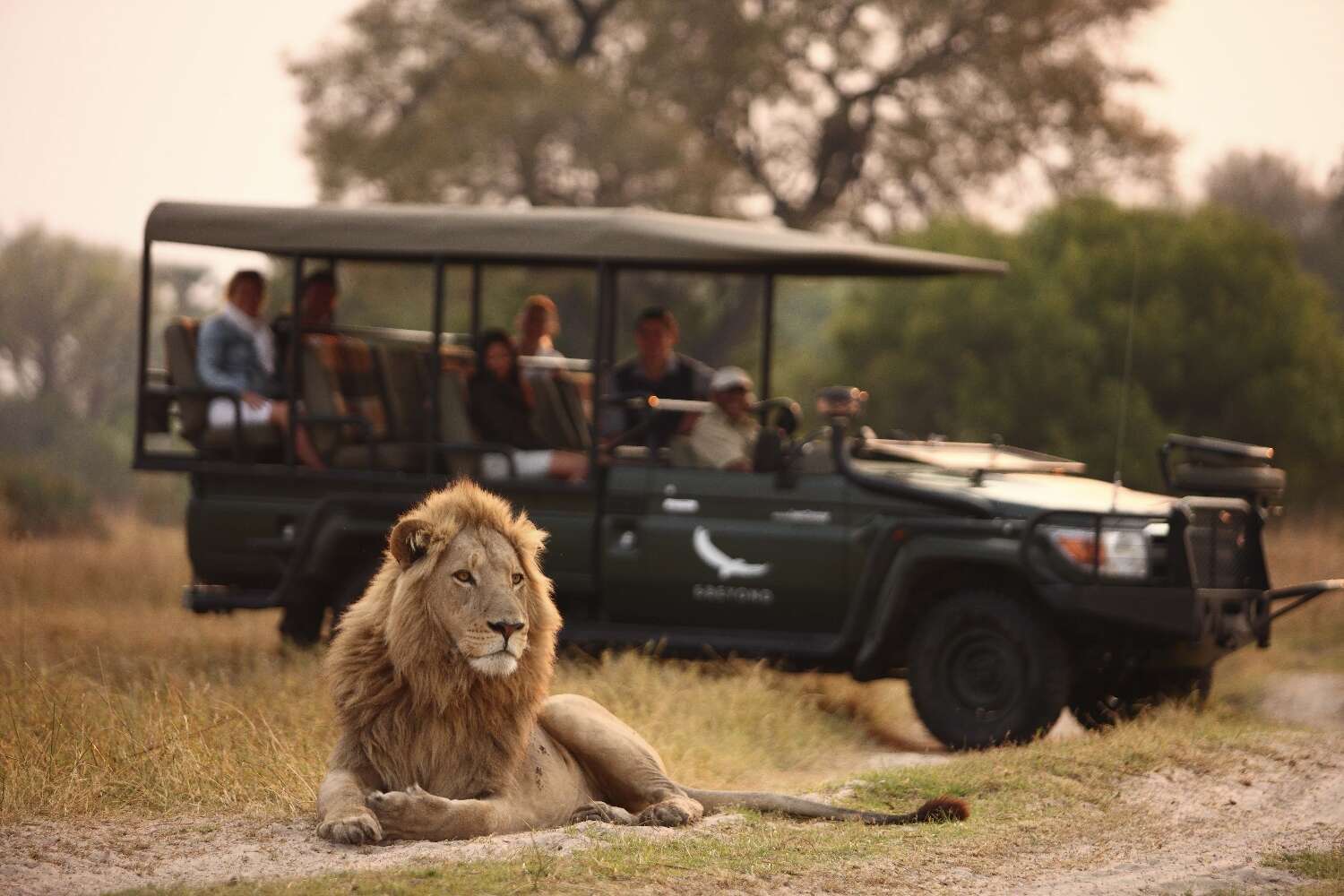 Game drive stops to admire lion