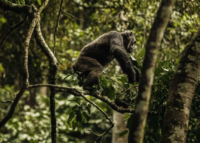 chimpanzee in nyungwe national park