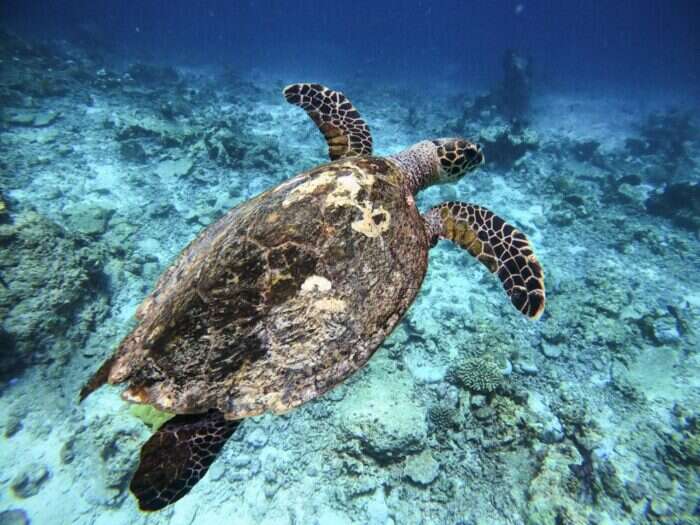 turtle underwater during turtle ranger program
