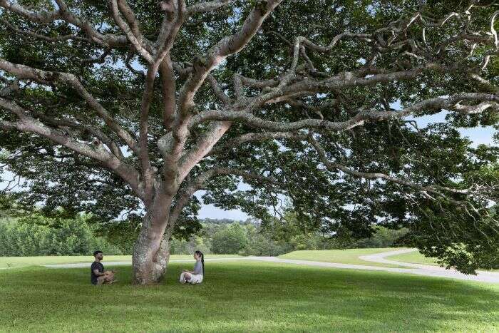 Meditation under a tree