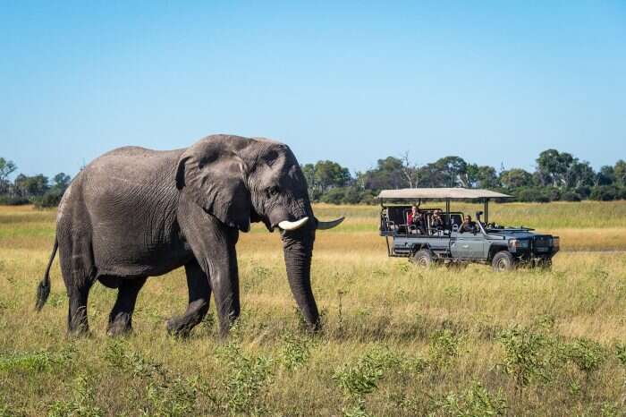 elephant encounter at wilderness safaris dumatau camp