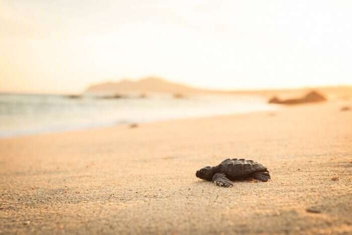 Baby Sea Turtle on Beach 