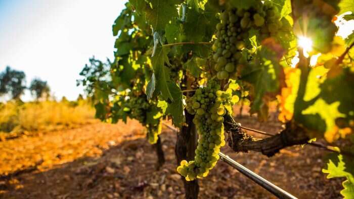 winery in ibiza