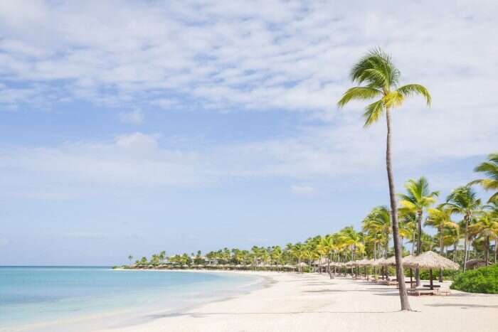 jumby bay island beach with palm tree