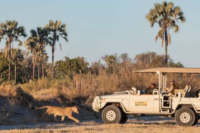 Lion and Safari Vehicle