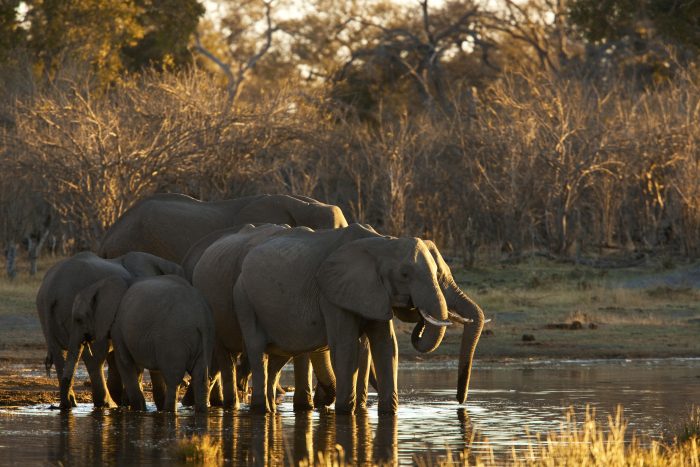 elephant family in botswana