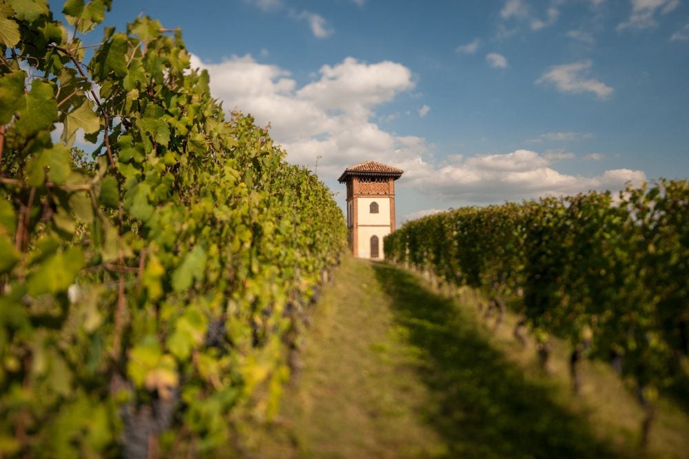 Discover the Growers Transforming Italian Winemaking