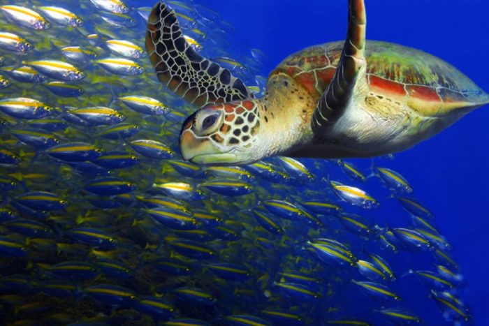 Turtle swimming