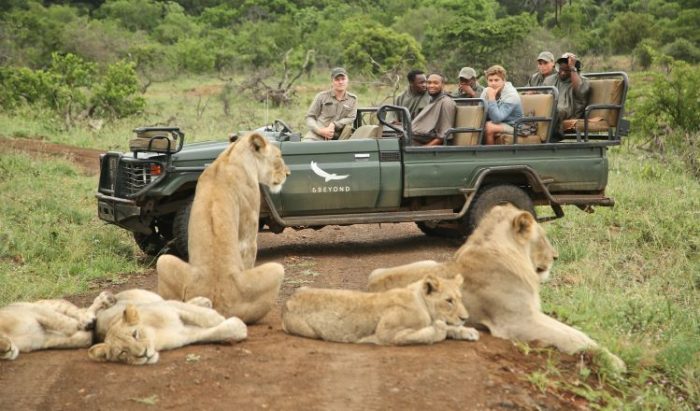 Lion Safari at Phinda