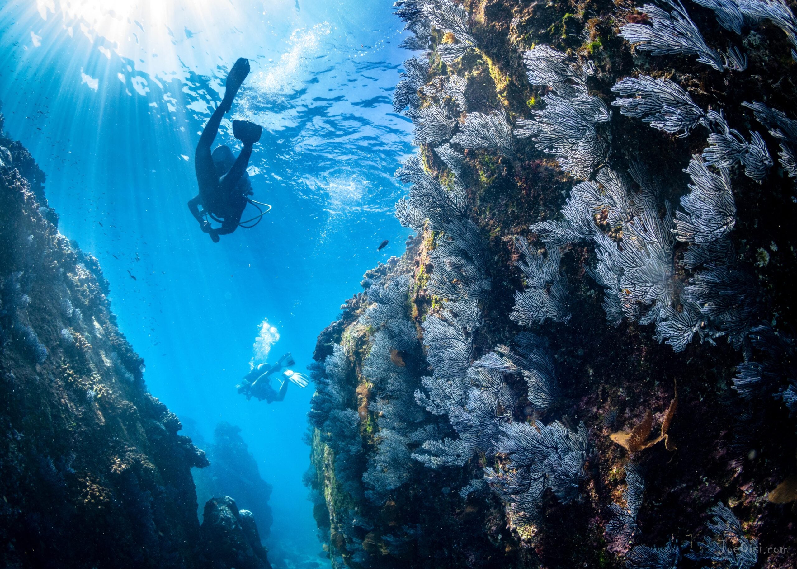 sea of cortez PADI diving course