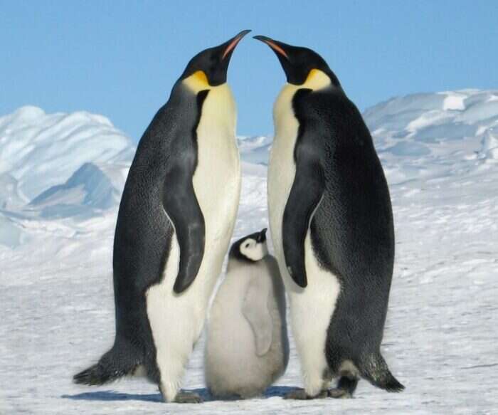 Emperor penguin parents with their chick - Wilderness Safaris and White Desert