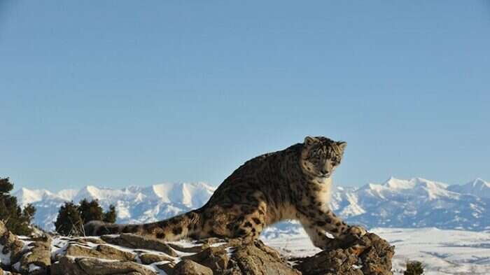 Snow leopard