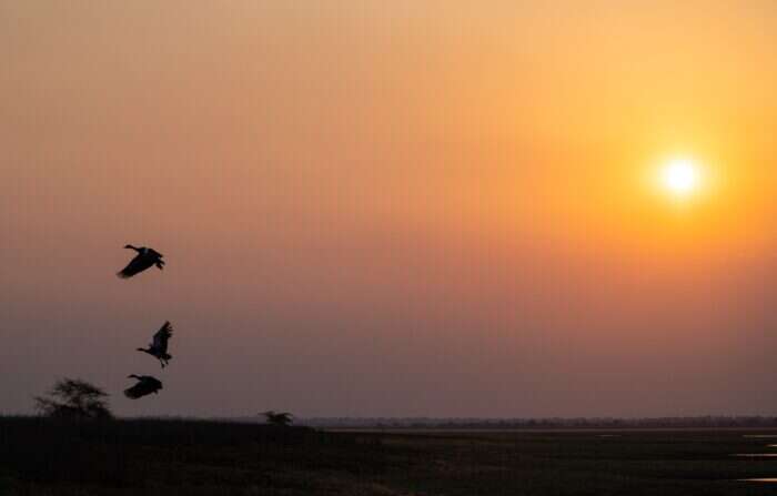 Birds at sunset in Africa