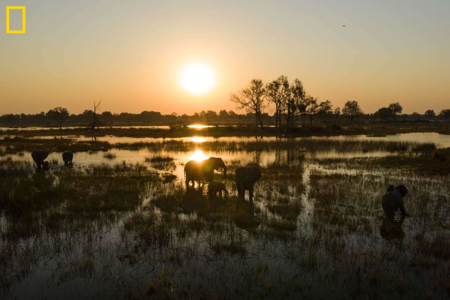 Nationation Geographic and De Beers team up to protect Delta- Picture shows elephants in the delta at sun rise