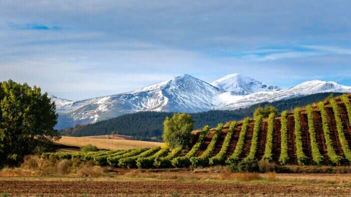 Vineyards with San Lorenzo mountain as background in La Rioja, Spain