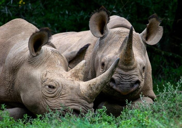 Rhino Conservation experience - Luxury travel gifts