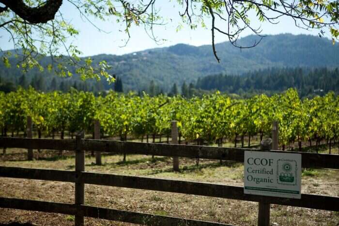 Spottswoode Winery vineyard 