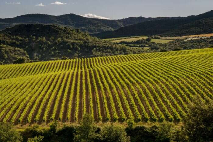Familia Torres vineyard