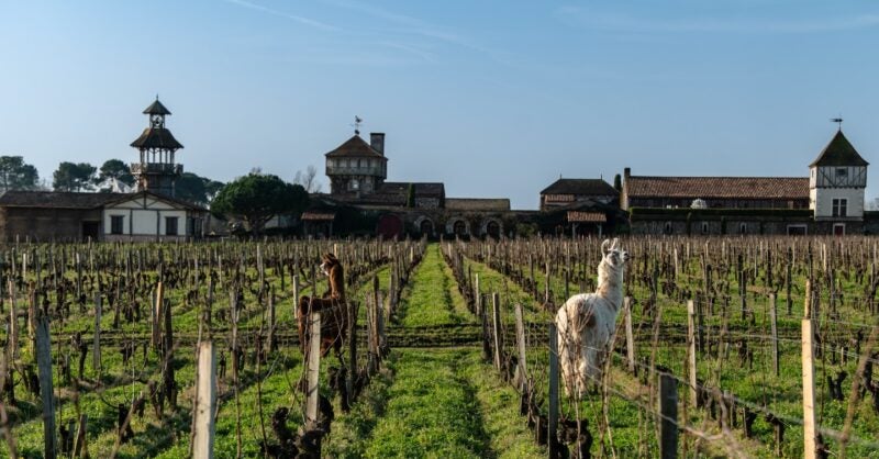 These Wineries Around the World are Rethinking Sustainability