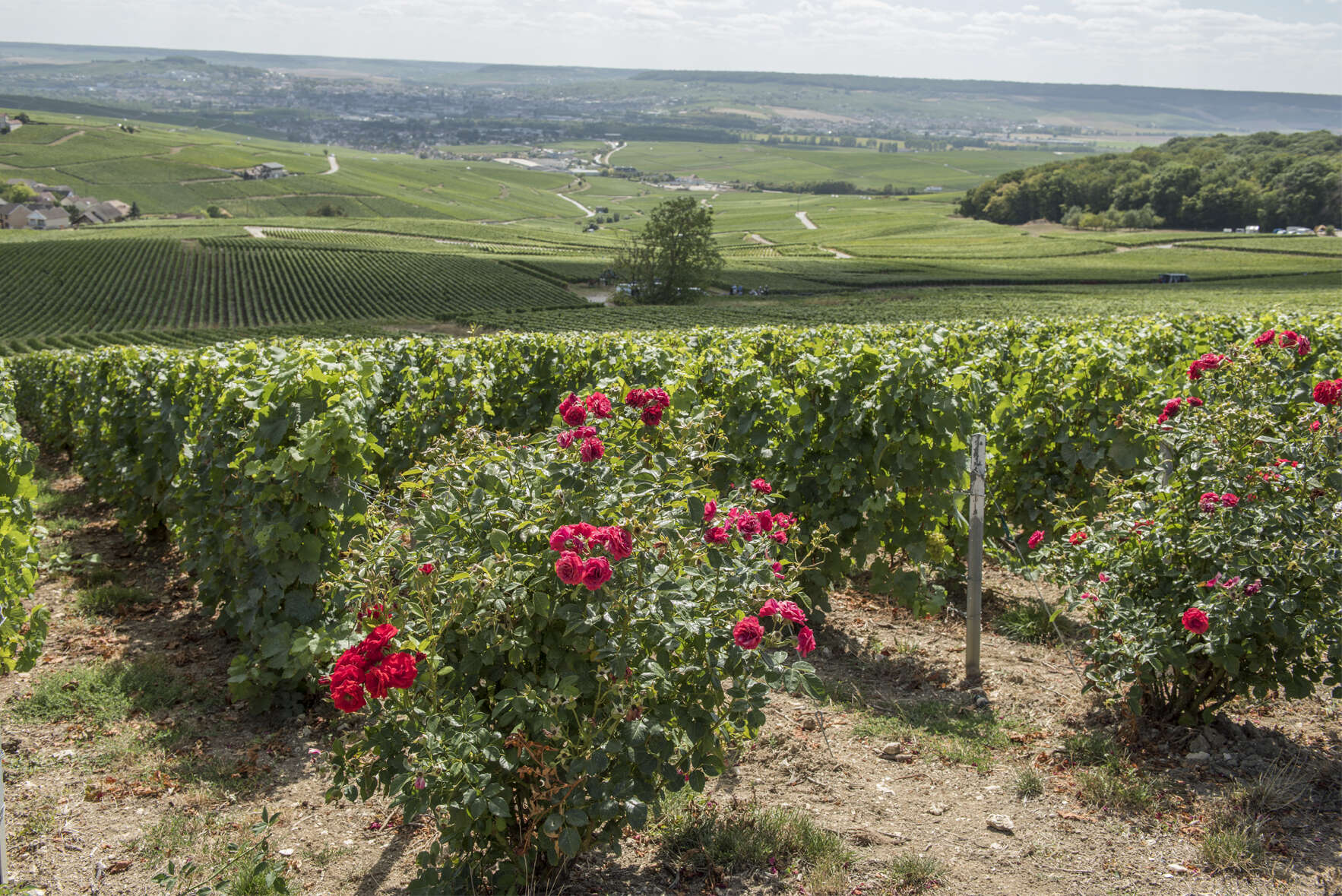 How Champagne is Going Green